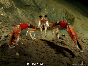 The Norway lobster, Nephrops norvegicus
Shot in the fant... by Jorn Ari 
